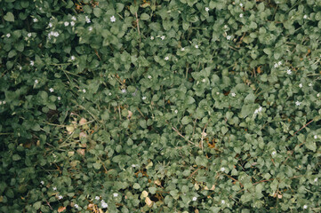 background of green moss