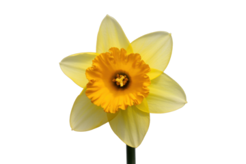 Blooming Yellow Daffodil Flower