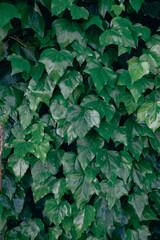 green leaves background