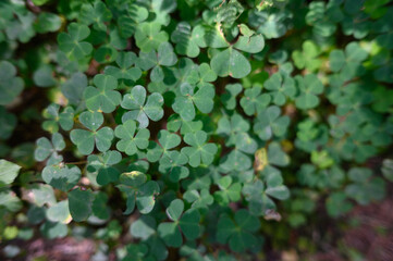 green leaves background