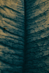 green leaf texture closeup