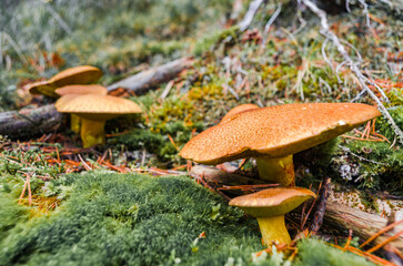 Fototapeta premium Macro Photography of Clustered Wild Fungi in Woods