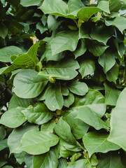 green leaves background