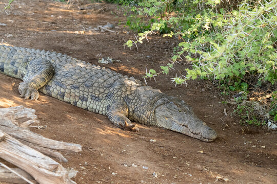 The Nile crocodile, Crocodylus niloticu, female watches over her clutch of eggs