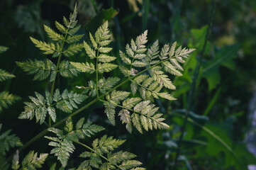 green fern leaves