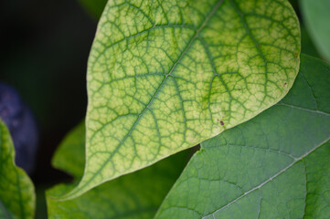 green leaf background