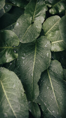 green leaf with water drops