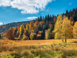 Moorwiese bei Menzenschwand im Schwarzwald im Herbst, Baden-W&uuml;rttemberg, Deutschland