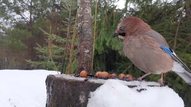 A bird feeder in a winter forest. A jay feeds during the winter. Helping birds.