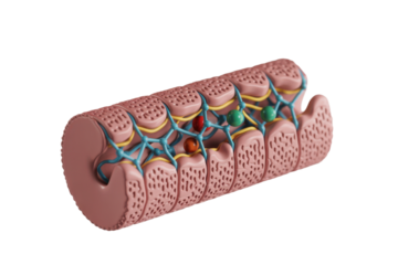 Myelinated nerve fiber structure, 3D