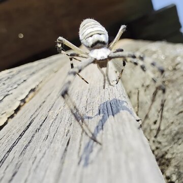 Dead spider waving on the wind.
