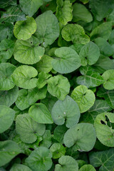 water lily in the pond