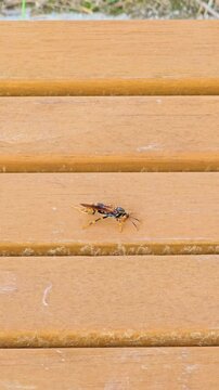 Wasp resting on wooden deck