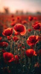 Fototapeta premium A field of red poppies glowing in warm sunset light. Concept Red Poppy Field at Sunset, Golden Hour Floral Glow, Sunset Light on Poppies, Vibrant Floral Landscape, Romantic Rural Sunset Scene