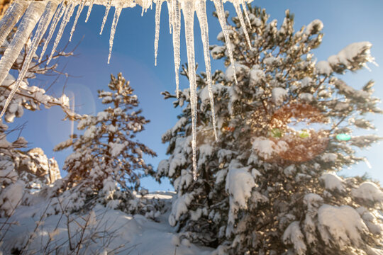 winter landscape scene with icy stalactites on a sunny day with snow covered pine trees