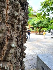 A detailed view of thick protective bark featuring large conical spikes on a tropical tree in an outdoor park setting
