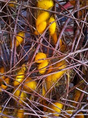 Natural golden silk cocoons are scattered within a dense network of thin brown twigs highlighting raw silk production