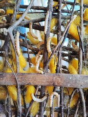 Close up shot of larvae producing raw silk in a traditional breeding process. Natural biological cycle of silkworm caterpillars on a rustic wooden frame