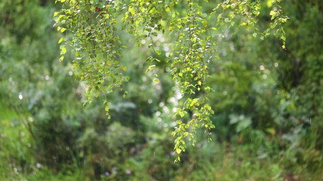 Close-up of birch branches in the rain, illuminated by the sun