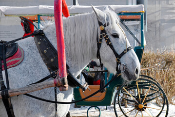Gray horse with red drawbar close up