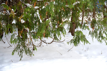 Close-up view of cedar branches after a snowfall