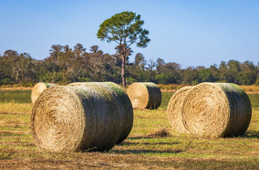 Haystacks fill a farm field in the town of Kenansville, in Osceola County, Florida. © Frances