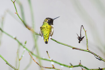Colorful annas hummingbird in winter resting on rose bush watching