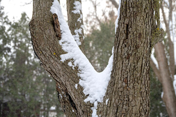 Tree trunks with textured bark and snow accumulated in the forks of the branches