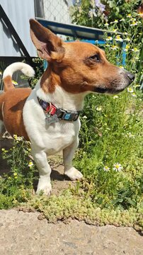 Jack Rassel is standing on the ground among green grass and daisies.