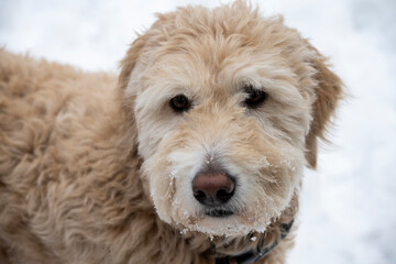 Close-up of a Goldendoodle with snow on its muzzle