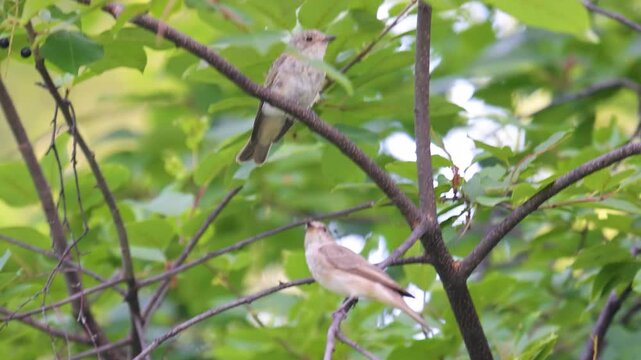Common chiffchaff sitting on a tree  in spring close up