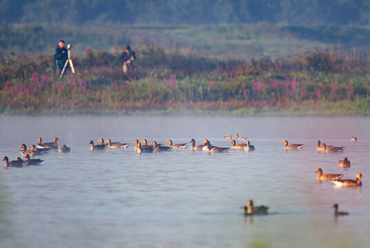 Greylag Goose (Anser anser) in water with birdwatchers in background, the Netherlands