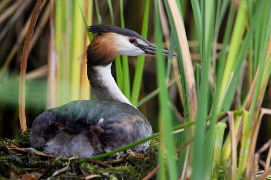 Great Crested Grebe (Podiceps cristatus) on nest, the Netherlands