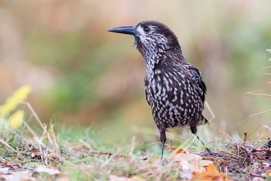 Spotted Nutcracker (Nucifraga caryocatactes) in the Netherlands