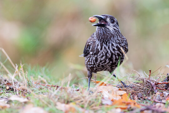 Spotted Nutcracker (Nucifraga caryocatactes) with acorn in the Netherlands