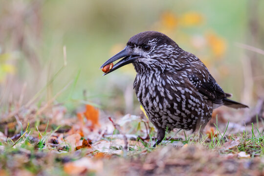 Spotted Nutcracker (Nucifraga caryocatactes) with acorn in the Netherlands