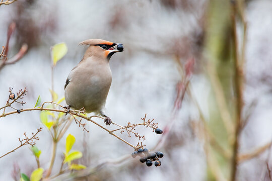 Bohemian waxwing (Bombycilla garrulus) on branch with berry, the Netherlands