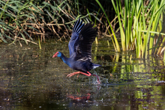 Western Swamphen (Porphyrio porphyrio) taking of from the water, the Netherlands 
