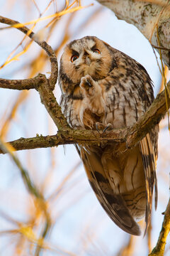 Long-eared Owl (Asio otus) perched in tree with raised claw, the Netherlands
