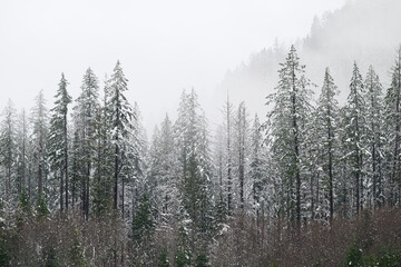 Fir tree natural landscape covered in winter snow with fog in background