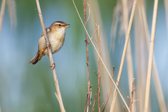 Sedge Warbler (Acrocephalus schoenobaenus) in reed, the Netherlands
