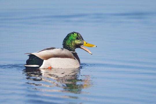 Male Mallard (Anas platyrhynchos) swimming on the lake, the Netherlands