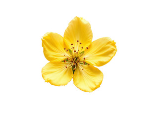 Fototapeta premium Close-up of a vibrant yellow flower with five petals and prominent stamens, beautifully isolated against a dark background.