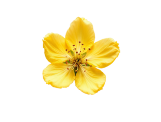 Close-up of a vibrant yellow flower with five petals and prominent stamens, beautifully isolated against a dark background.