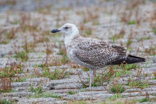European Herring Gull (Larus argentatus), the Netherlands