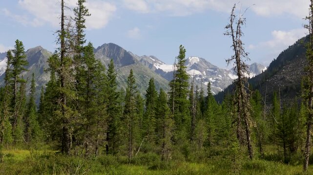 Picturesque mountain valley with forest and snow-capped mountains in the background