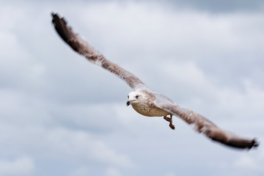 European Herring Gull (Larus argentatus) flying, the Netherlands