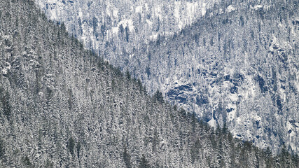 Natural backgound landscape texture of snow covered fir trees in Cascade Mountains
