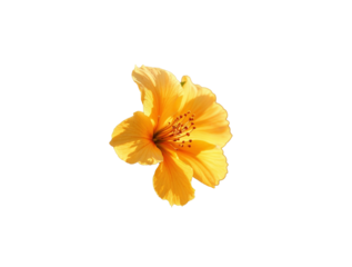 Vibrant yellow hibiscus flower on black background with abstract color bars, a bright tropical blossom in high contrast.