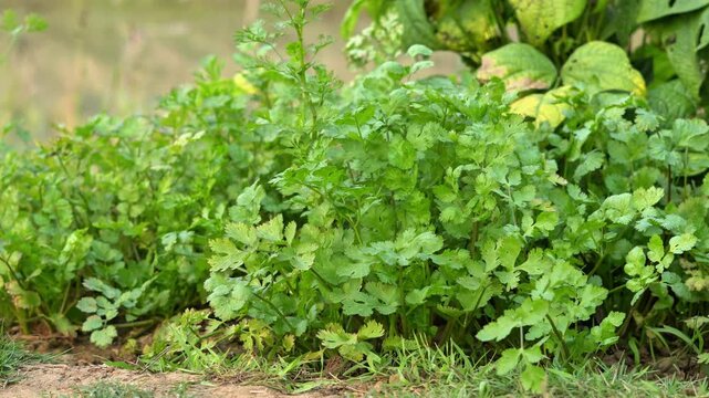 Green organic Coriander farming. Fresh parsley leaves farming close up view.